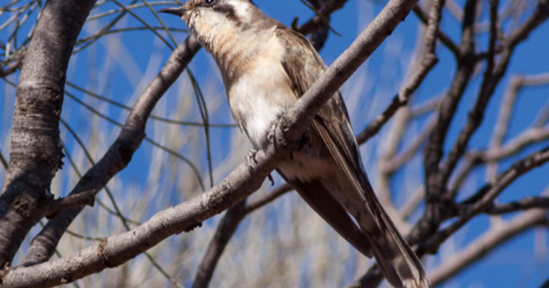 23 Arti Mimpi Tentang Burung Kedasi Telinga Hitam Menurut Primbon Jawa