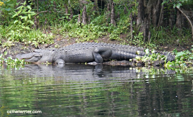 american alligator spotted on canoe trip in Florida