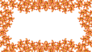 8 Moldura flor laranja png
