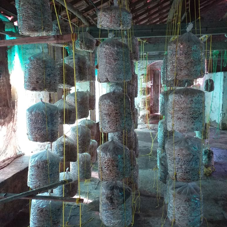 Low cost mushroom farming Mushroom cultivation Biobritte mushroom
