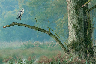 Fauna Parque Natural Schwalm-Nette Fauna Parque Natural Schwalm-Nette