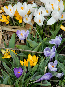 White purple yellow crocus spring blooms Toronto Botanical Garden by garden muses-not another Toronto gardening blog