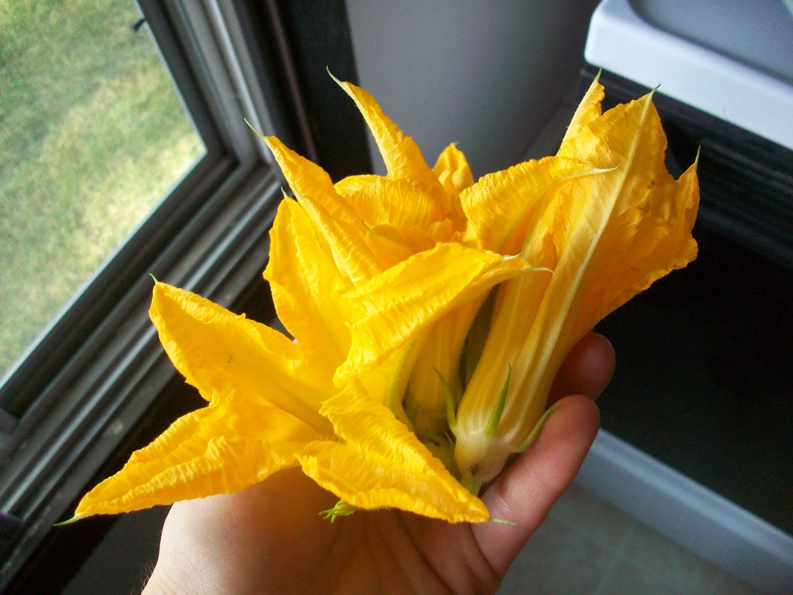 Squash Blossoms