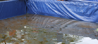 Cara Budidaya Ikan Koi di kolam tanah,Cara Budidaya Ikan Koi di kolam terpal,Cara Budidaya Ikan Koi di aquarium,Cara Budidaya Ikan Koi bagi pemula,Cara Budidaya Ikan Koi fdf, Cara Budidaya Ikan Koi di kolam tanah,Cara Budidaya Ikan Koi di kolam terpal,Cara Budidaya Ikan Koi di aquarium,Cara Budidaya Ikan Koi bagi pemula,Cara Budidaya Ikan Koi fdf,