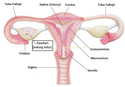 Ovarium adalah tempat terjadinya ....