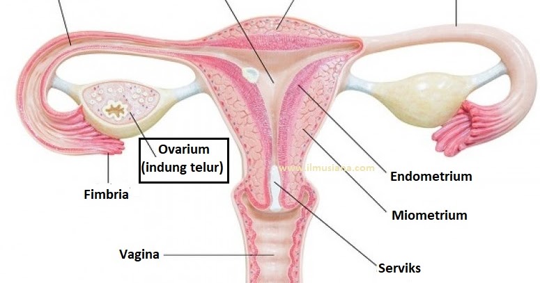 Jawaban Ovarium Adalah Tempat Terjadinya Ilmusiana