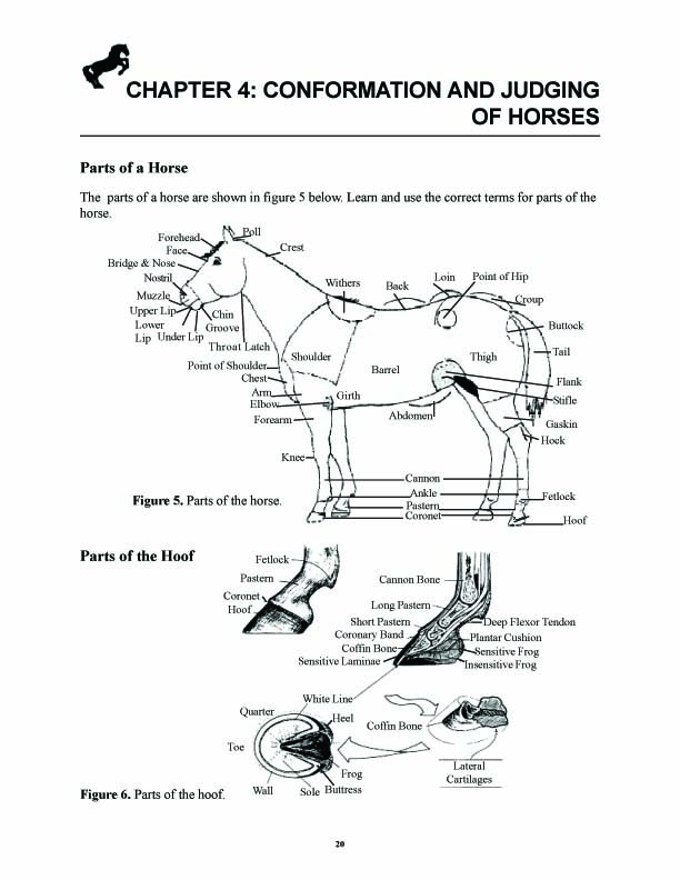 Anatomy and Conformation on Pinterest | Horses, Horse Anatomy and Horse ...