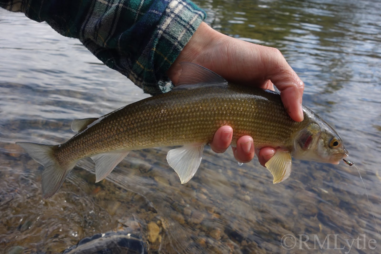 Connecticut Fly Angler Species Profile Mountain Whitefish