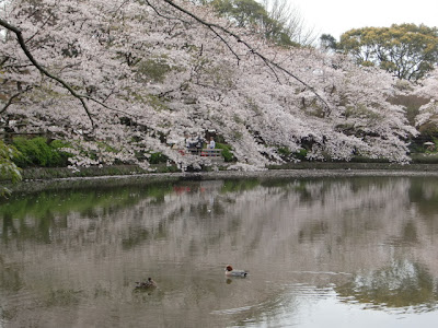 源氏池の桜