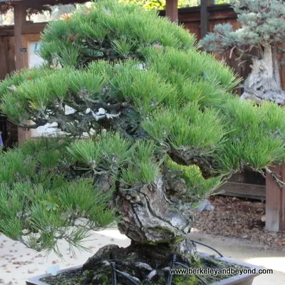 Japanese black pine in Bonsai Garden at The Gardens at Lake Merritt in Oakland, CA