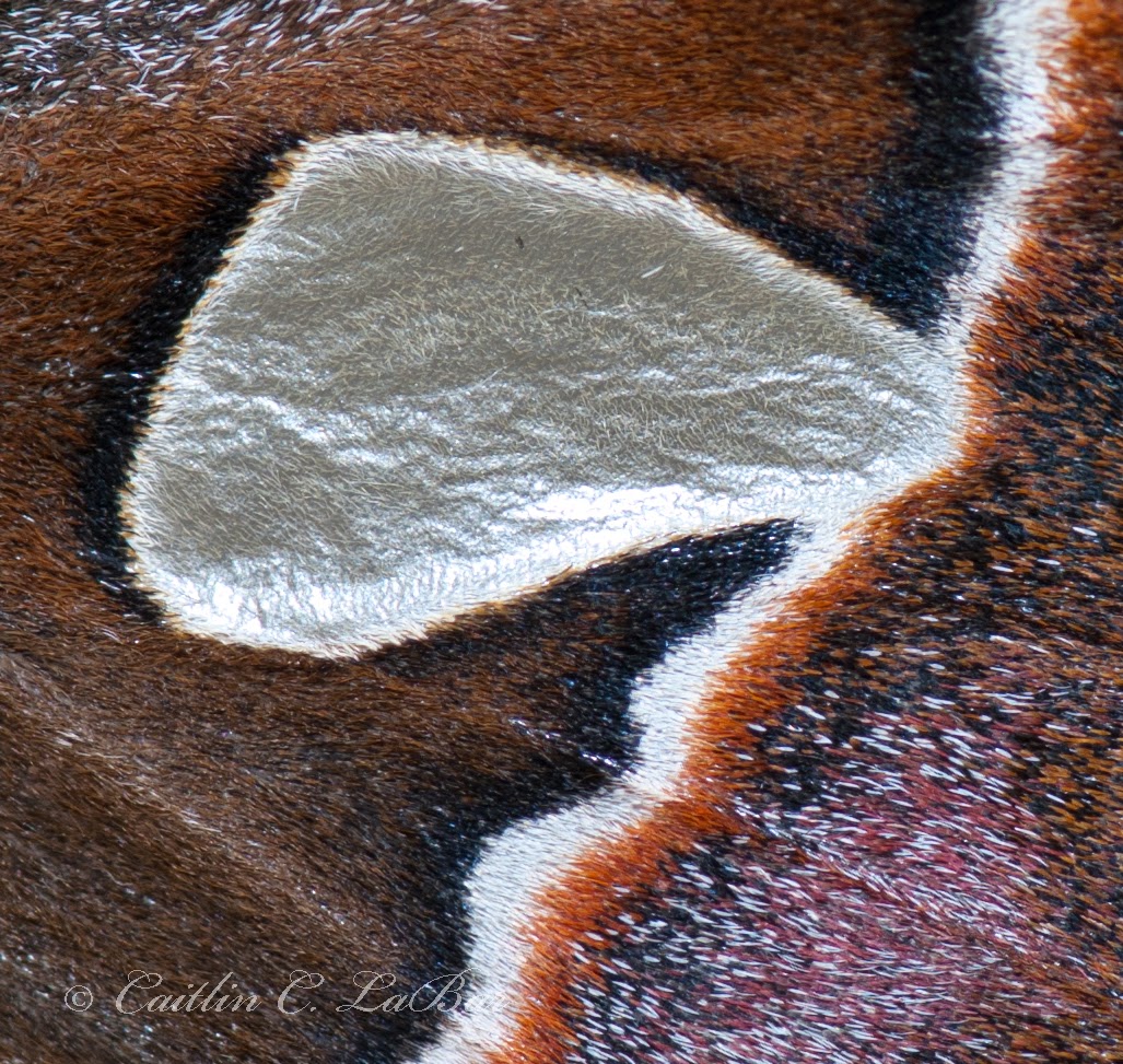 Northwest Butterflies Will touching a butterfly's (or moth's) wings kill it?