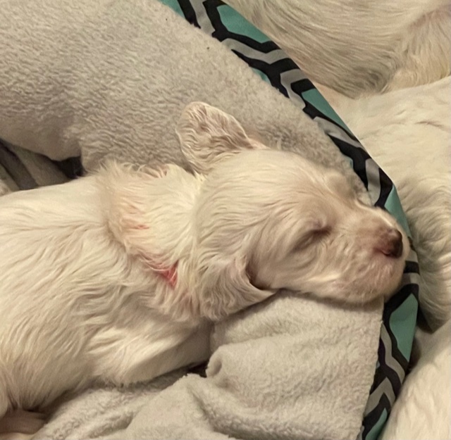 Linwood English Setters Puppies