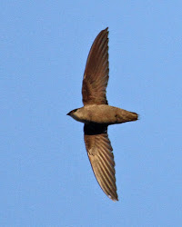 chimney swift swifts flying flight springfield plateau cigar birdpix fly birdspix