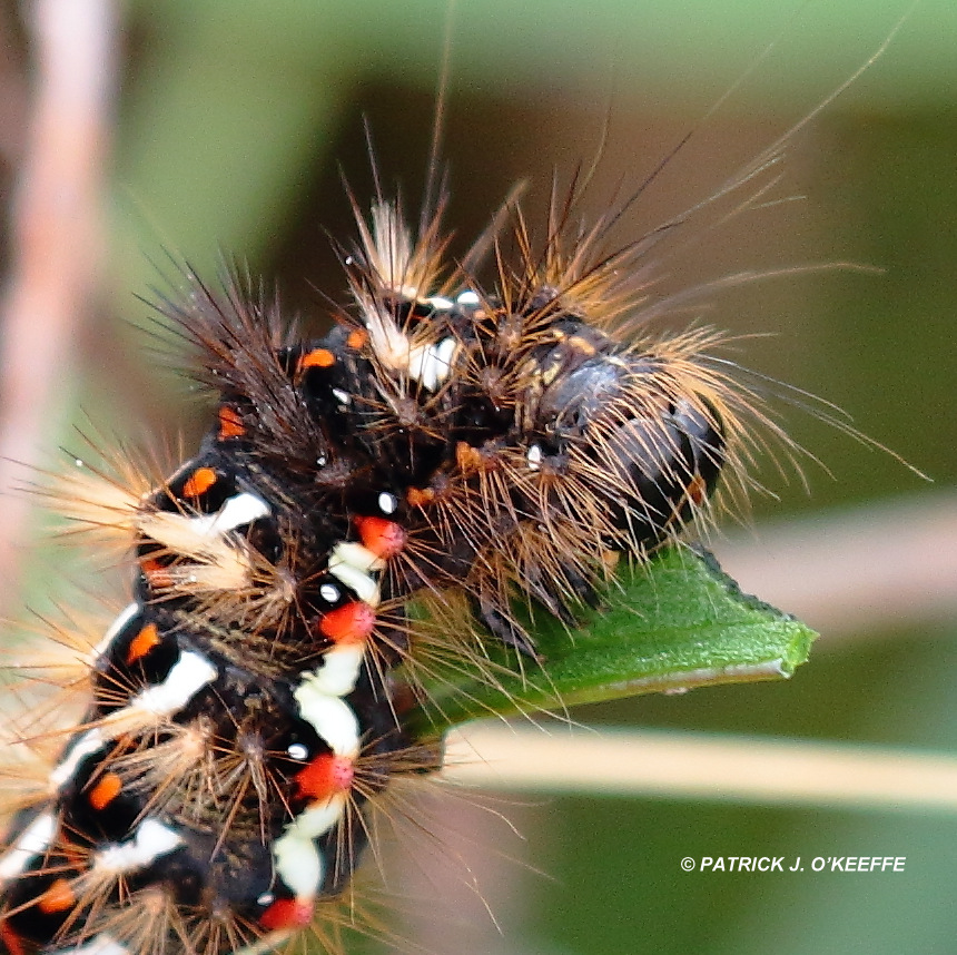 Raw Birds: KNOT GRASS MOTH (Acronicta rumicis) caterpillar Blacksod ...