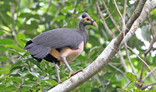 Burung Maleo, Terancam Punah | Gosip Gambar
