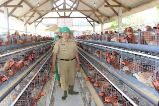 Beternak Ayam Petelur Prospek Bisnis Yang Cerah