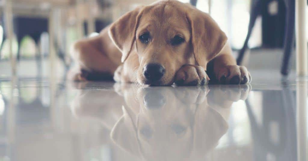 Beagle Lab Mix Pros and Cons