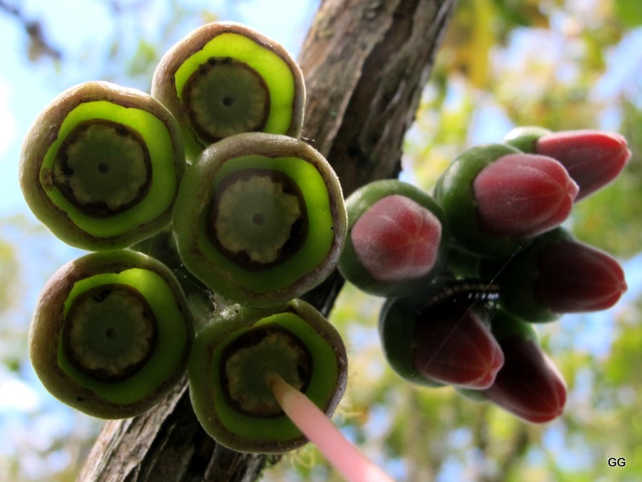 Nature Wonders Gershonized: Papua New Guinea Plants and Insects 9_2011