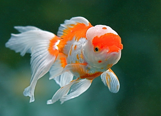 Oranda Budidaya Ikan  Ikan  Hias Resep Ikan  Gambar 