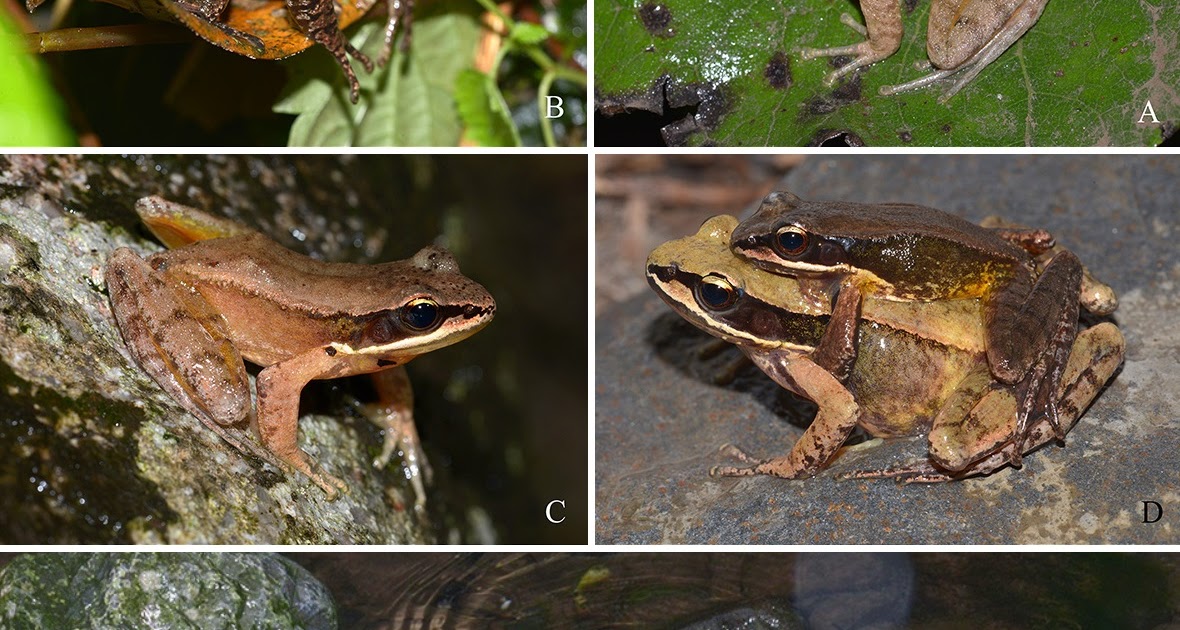 Species New to Science [Herpetology • 2021] Amolops chaochin