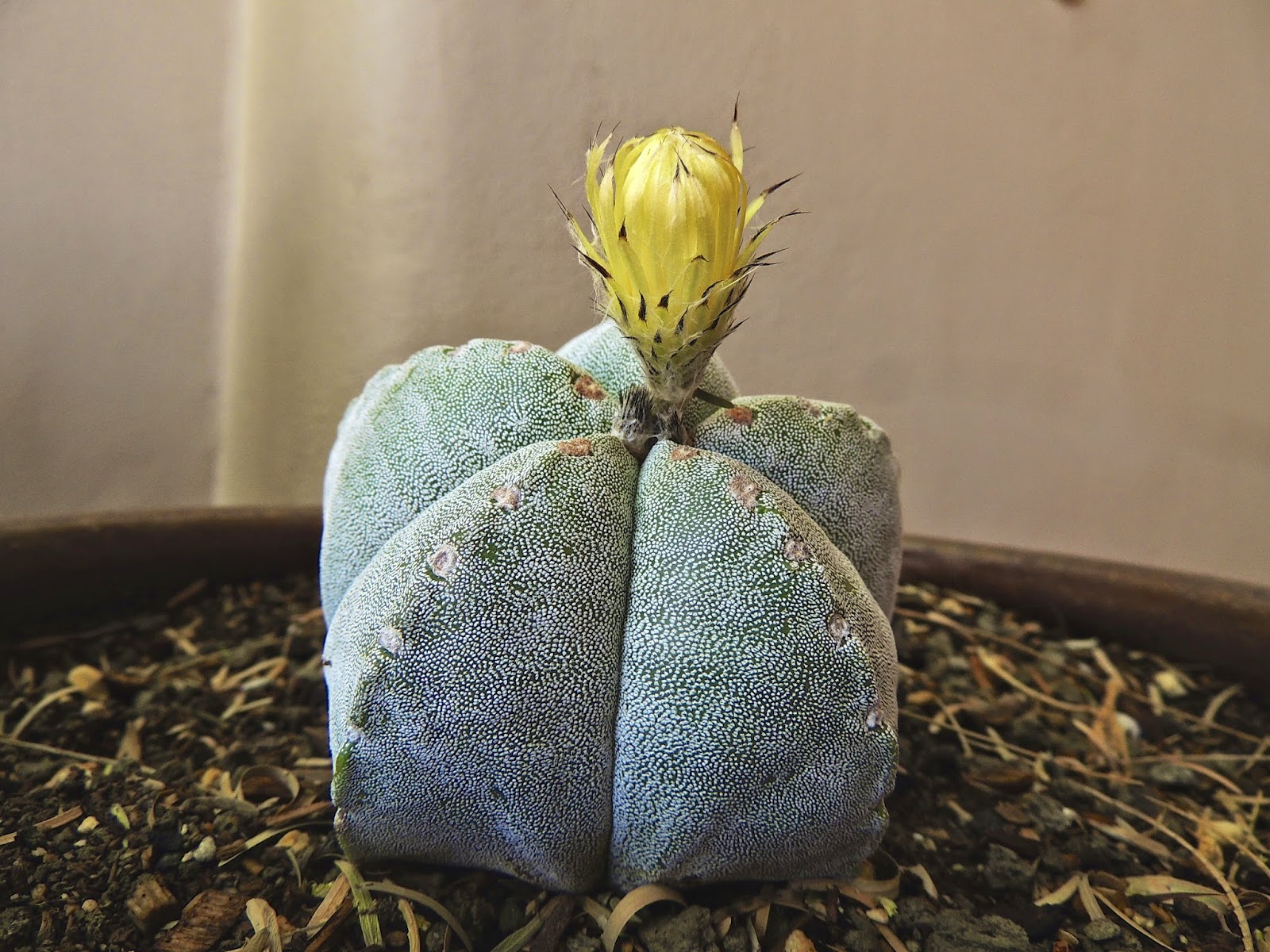 Scottsdale Daily Photo Photo cap cactus bud