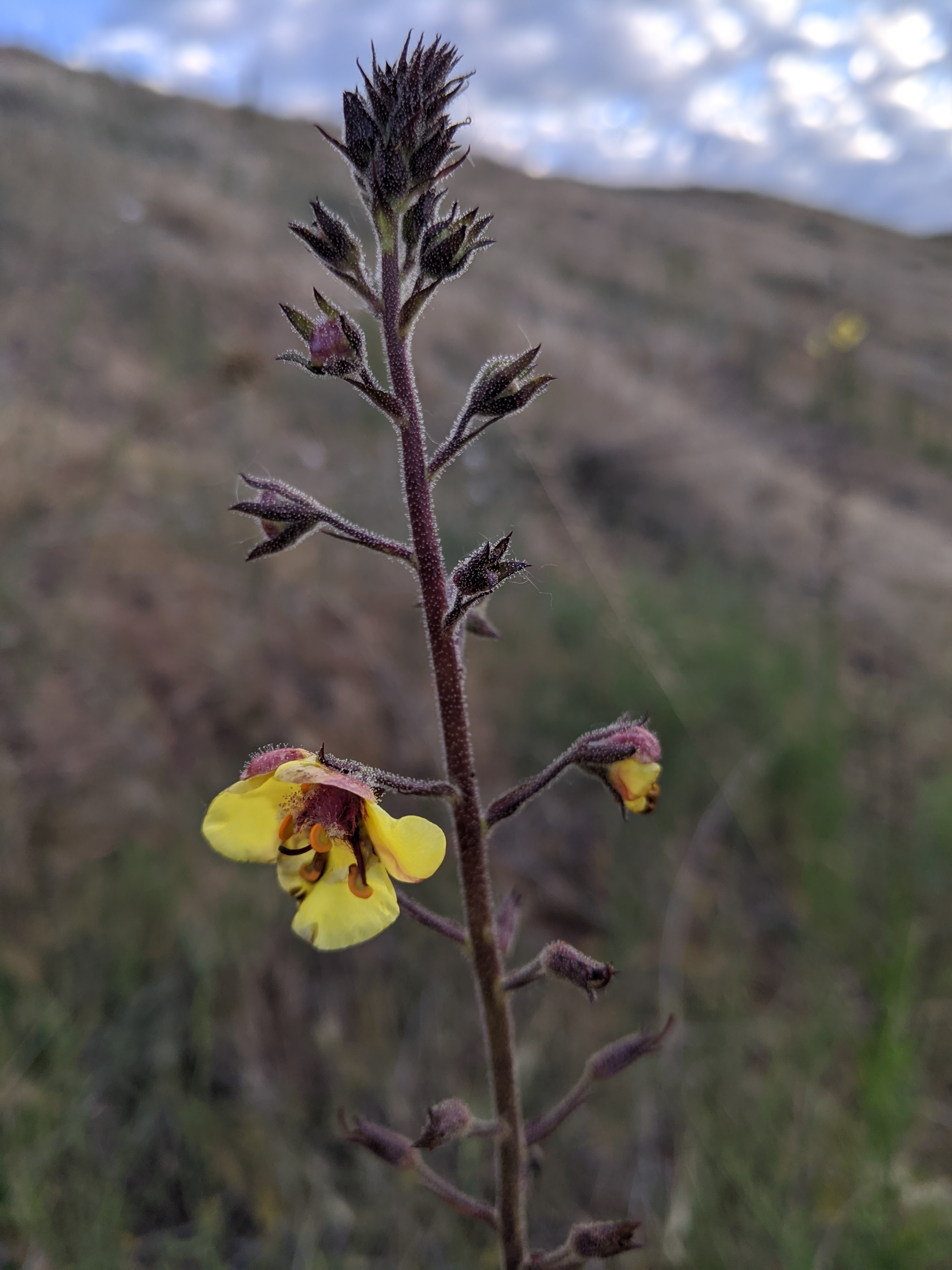 Early June Wildflowers