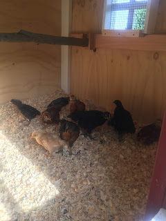 Ruple Farms baby chicks move to coop