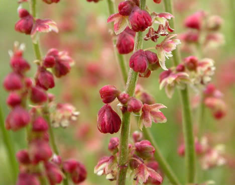 sheep sorrel flowers close up photo