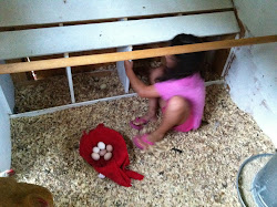 coop chicken spanish