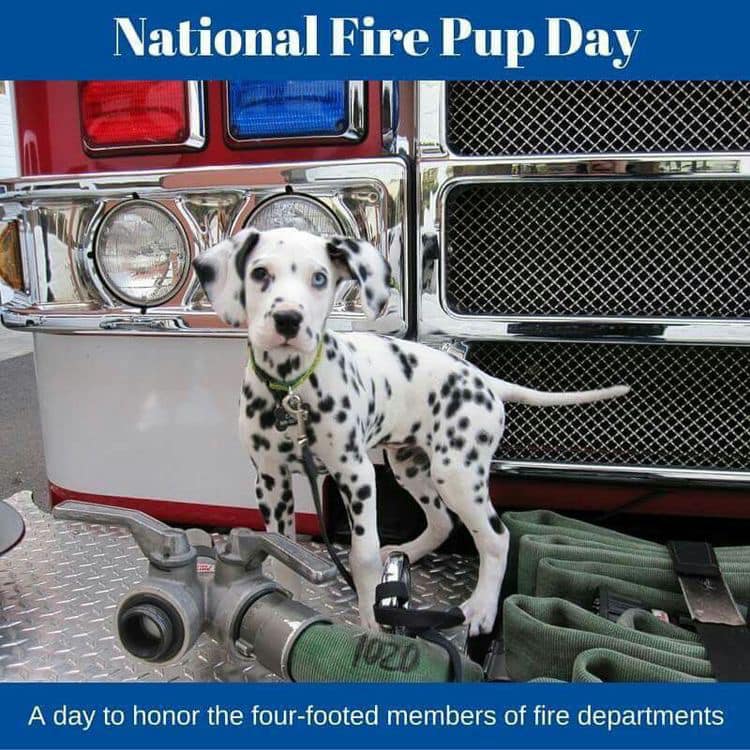 National Fire Pup Day Wishes Lovely Pics National Fire Pup Day Wishes Lovely Pics