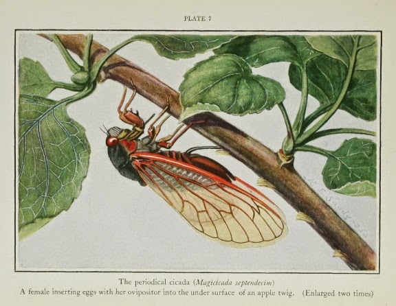 Periodical cicadas (Magicadas) are baffling to evolutionists with their timing to live, emerge, and die in unison. Also, they are beneficial, a product of the Creator's design.