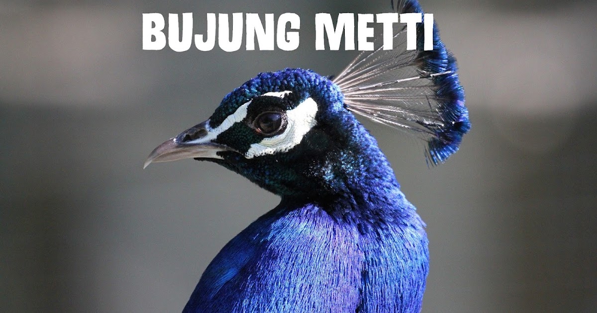 Lirik Lagu Bugis Bujung Metti Maluccana