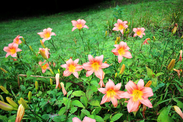 grouping of Corryton pink lilies