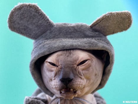 Cute Funny Animalz: Funny Sphynx Cat 2013