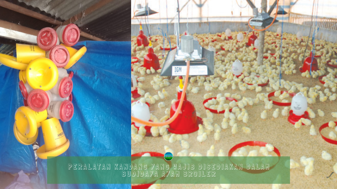 Peralatan Kandang yang Wajib Disediakan Dalam Budidaya Ayam Broiler