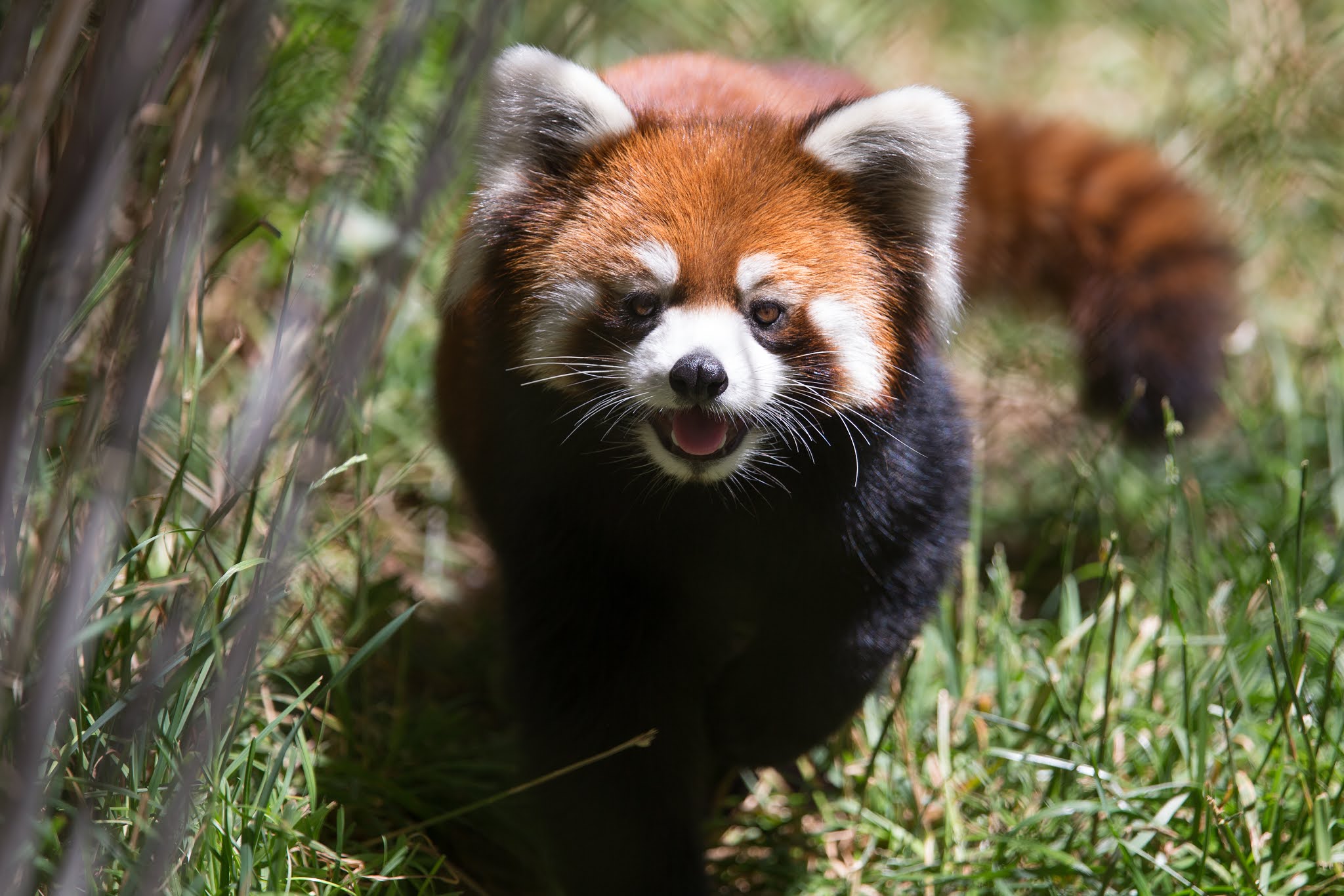 Red Panda at the Central Park Zoo