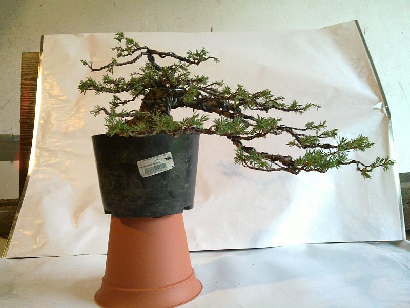 Bonsai moja droga... Jałowiec pospolity (Juniperus communis "green
