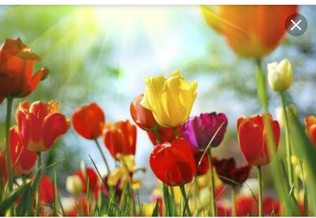 صفات مواليد فصل الربيع.. وكيف يؤثر على ملامح شخصيتهم؟ صفات مواليد فصل الربيع.. وكيف يؤثر على ملامح شخصيتهم؟