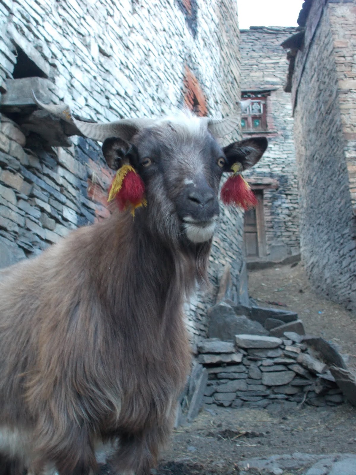 Вокруг Манаслу, долина Цум, Нар-Пу. Непал 2017.