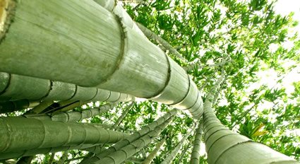 Il Bambù