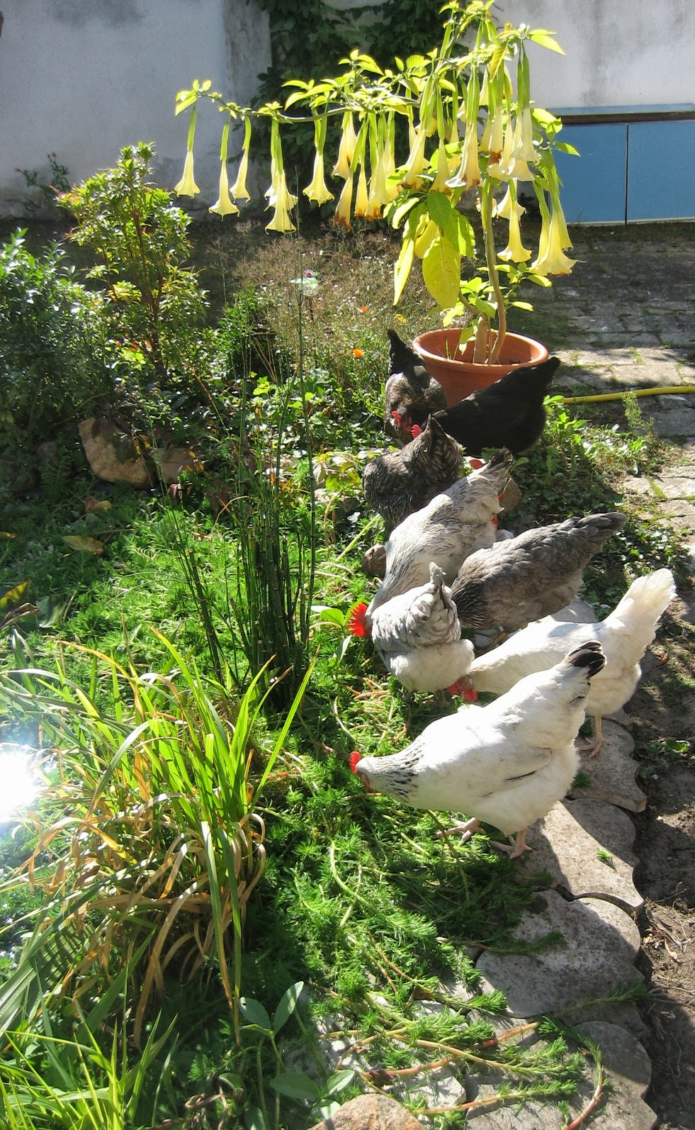 Altes und Neues von Bernd Nowack, Dessau Waghalsige Hühner am Teich