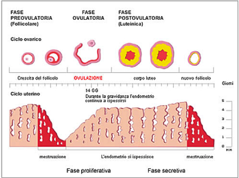 Fases del ciclo menstrual