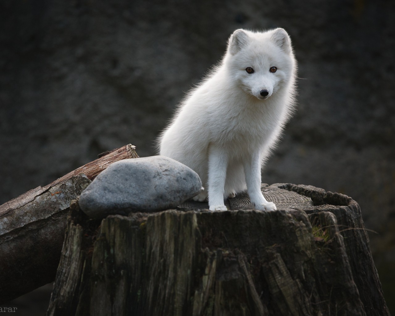 Beautiful Wallpapers white animals wallpaper