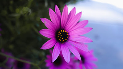 HD Wallpaper Flower Daisy, Purple, Macro
