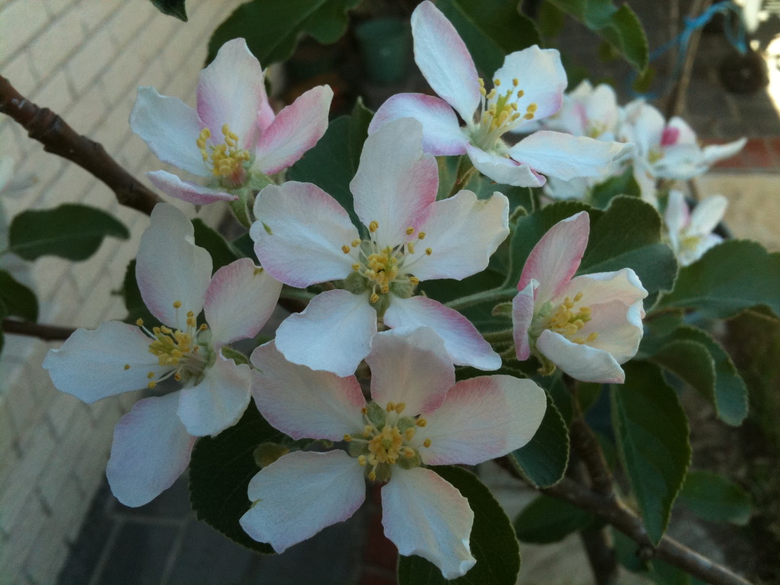 Brisbane Backyard in the 'burbs Dwarf apple has flowers