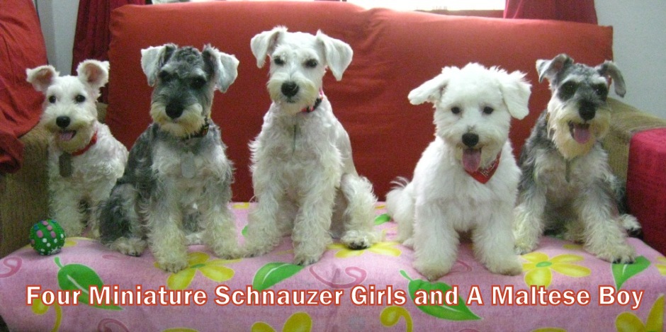 Four Miniature Schnauzer Girls and A Maltese Boy