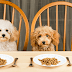 How to Choose Best Pet Foods For Best Result