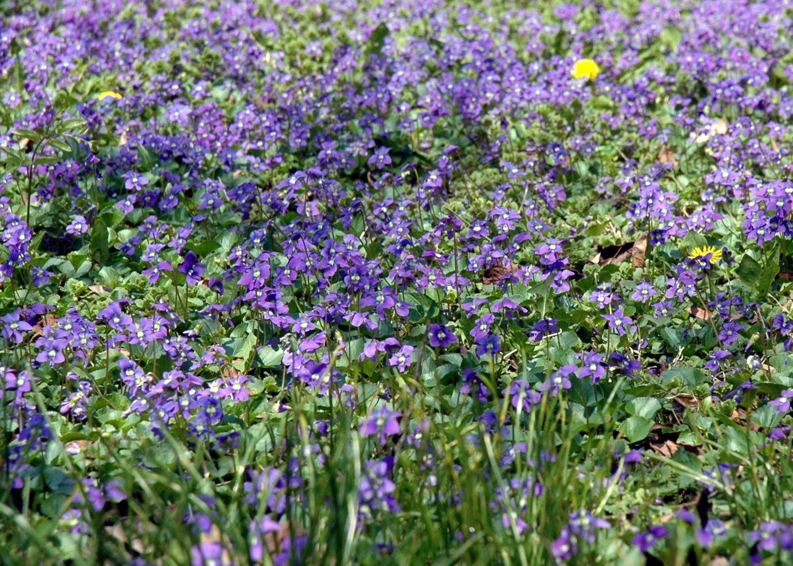 Rosie Barry: Small Purple Flowers In Grass : Common Lawn Weeds and How ...
