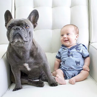 french bulldogs with baby