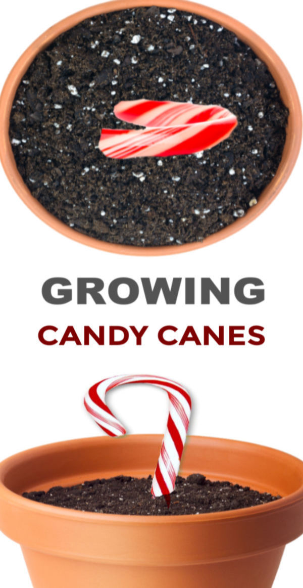 HOW TO GROW A CANDY CANE. Christmas magic for kids. #growacandycaneforkids #growacandycane #howtogrowacandycane #candycanecraftsforkids #candycaneactivities #candycaneseeds #candycanescience #christmascrafts #christmascraftsforfamilies #growingajeweledrose #activitiesforkids